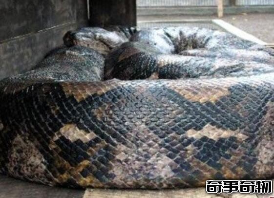 世界上有最大的蛇,世界上最大的蛇97米