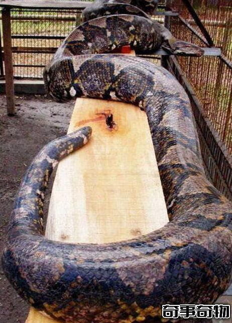 世界上有最大的蛇,世界上最大的蛇97米