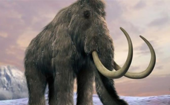 猛犸的特征 详细介绍：猛犸象身体非常的庞大它身上的又密又长