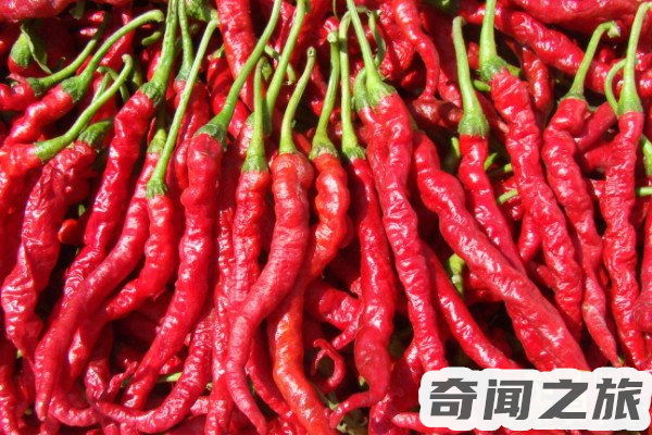 辣椒是何时传入中国的,辣椒传入中国是在什么年代