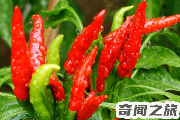 辣椒是何时传入中国的,辣椒传入中国是在什么年代