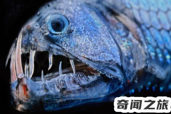 深海可怕的鱼,深海恐惧症患者勿进