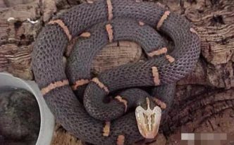 喜玛拉雅白头蛇形态特征 必懂：蛇头部和蛇身有两种色差喜欢于潮湿的晚上