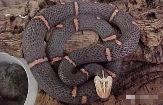 喜玛拉雅白头蛇形态特征,蛇头部和蛇身有两种色差喜欢于潮湿的晚上