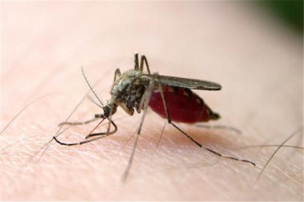 世界上最大的蚊子,华丽巨蚊身长大约四厘米左右
