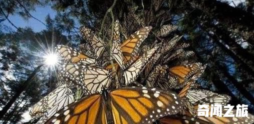 世界上最恐怖的蝴蝶,虎斑纹吃肉蝶曾将一个人吃的只剩骨头