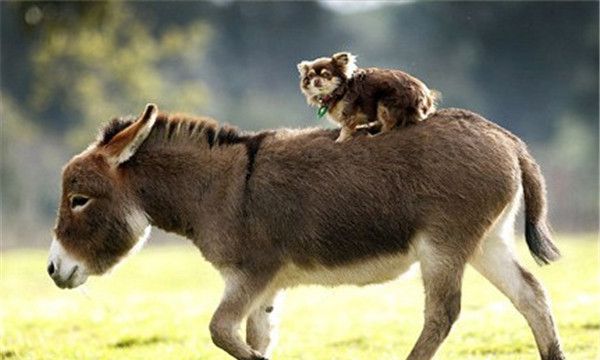世界上最小的驴,迷你驴高度只有60厘米比幼儿的身高还要低