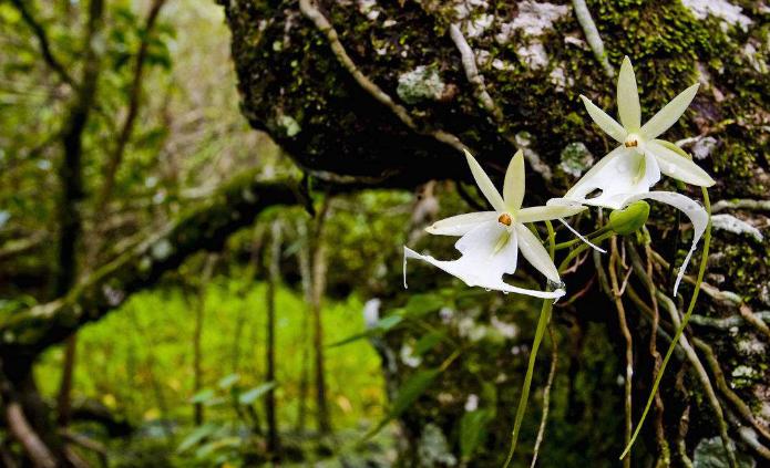 世界上最稀有的兰花,幽灵兰花外观白色就如同幽灵一般