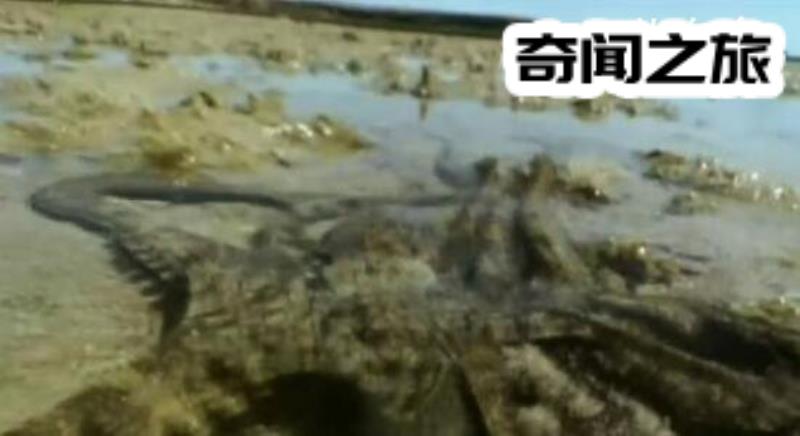 沼泽章鱼具有剧毒可上岸,一亿年后的新物种