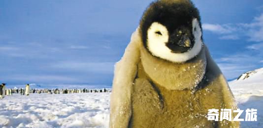 世界上最大的企鹅,帝企鹅身高可至1.3米