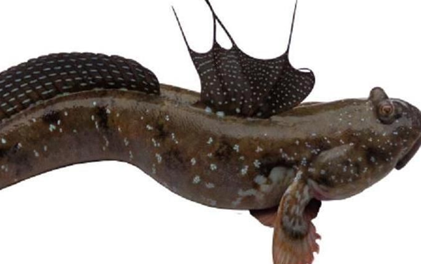 世界十大罕见怪状鱼,管眼鱼由一大块可膨胀的皮肤融合在一起