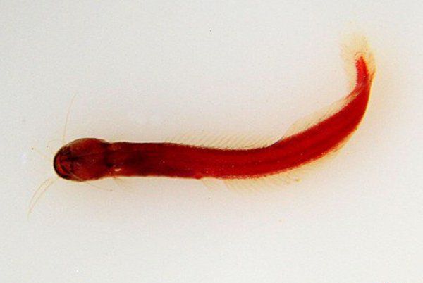 世界十大罕见怪状鱼,管眼鱼由一大块可膨胀的皮肤融合在一起