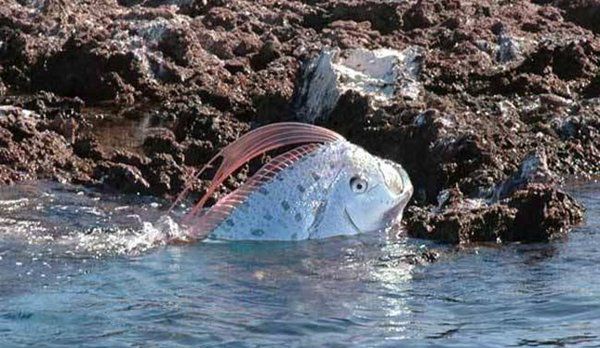 皇带鱼的外形,皇带鱼呈长带形可以达到9公尺长181公斤重