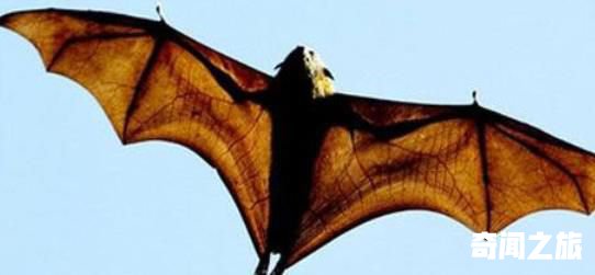 世界上最大的蝙蝠,马来大狐蝠不吃肉183厘米宽