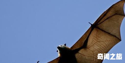 世界上最大的蝙蝠,马来大狐蝠不吃肉183厘米宽