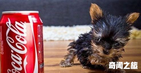 吉尼斯世界纪录上最小的狗，身长只有10厘米,4英寸