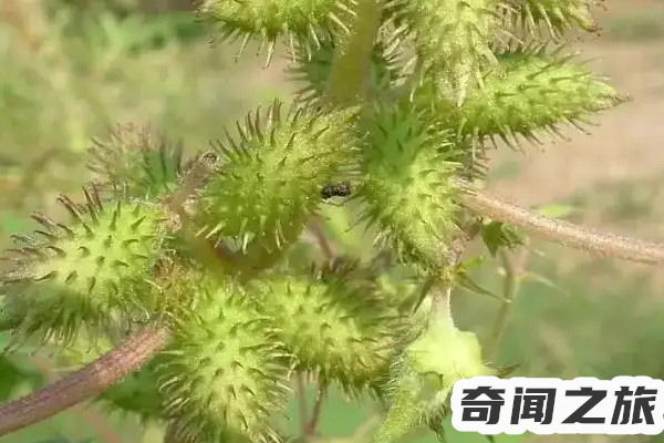 言情虐心催泪小说推荐短篇,国内前十的虐心小说排行榜