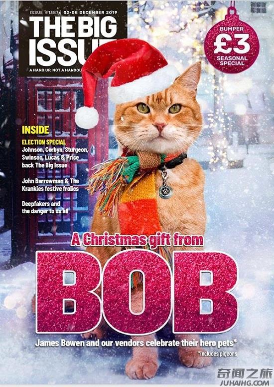 流浪猫鲍勃的故事情节,流浪猫鲍勃的真正死亡原因