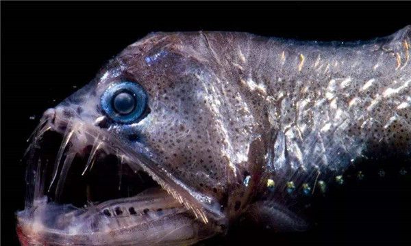 毒蛇鱼的习性,深海发光鱼类海洋深度大概在250-5000英尺左右多在80-1600米的水层