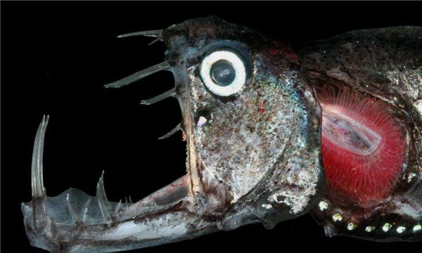 毒蛇鱼的习性,深海发光鱼类海洋深度大概在250-5000英尺左右多在80-1600米的水层