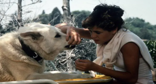 狗狗主题的电影推荐,十部值得看的狗狗电影