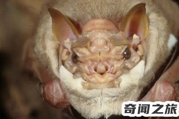 世界上最可怕的蝙蝠,世界五大恐怖蝙蝠排名