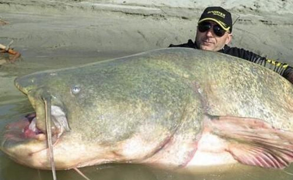 世界上最大的鲶鱼多少斤,世上最大鲶鱼的照片