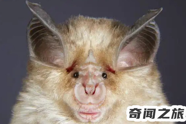 十大最恐怖蝙蝠图片大全,世界上最恐怖的蝙蝠十大排行榜