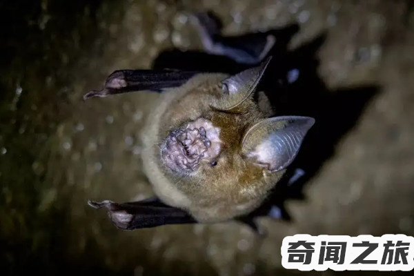 十大最恐怖蝙蝠图片大全,世界上最恐怖的蝙蝠十大排行榜