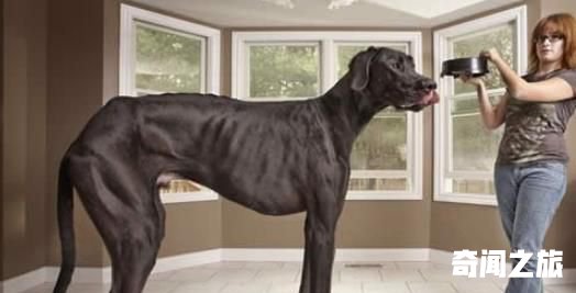 世界史上最庞大的狗,远古时代巨鬣狗长2.5米重600斤,与成年棕熊相当