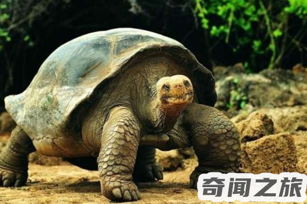 世界上最大的龟是什么,整个龟身的长度约为75-90厘米