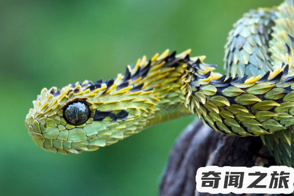 世界十大奇怪的蛇,飞蛇通过摆动身体摇动自己的肋骨