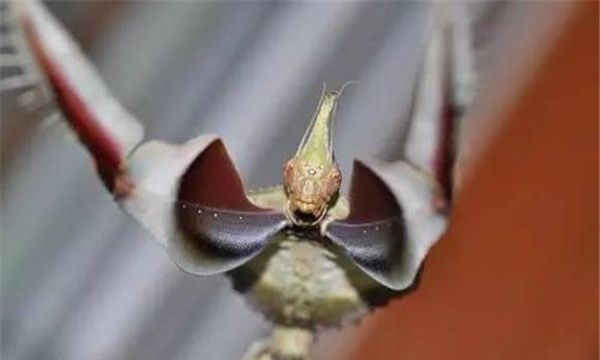 魔花螳螂的形态特征,魔花螳螂的体型比较大雌性大于雄性