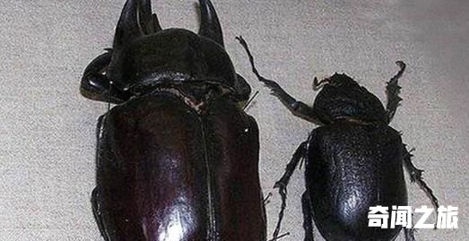 世界上最大的昆虫泰坦甲虫,长达21厘米比人的手掌大
