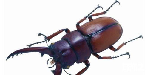 世界上最大的昆虫泰坦甲虫,长达21厘米比人的手掌大