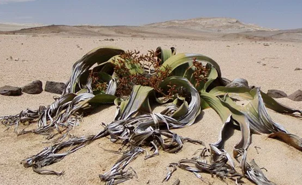 沙漠中顽强的十大植物图片,千岁兰寿命很长超过1500年