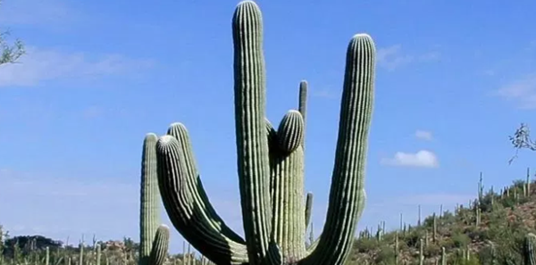 沙漠中顽强的十大植物图片,千岁兰寿命很长超过1500年