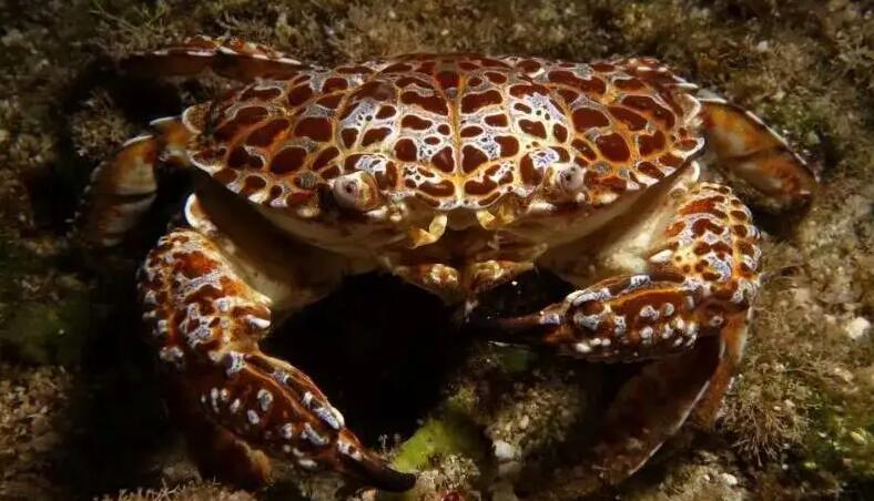 十种有剧毒的螃蟹,毒性伤害最高的螃蟹是什么