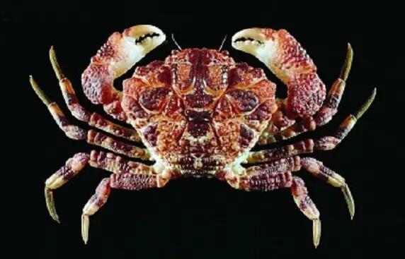十种有剧毒的螃蟹,毒性伤害最高的螃蟹是什么
