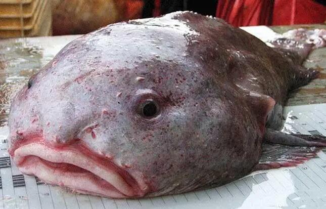 世界上最丑的鱼,最丑的鱼长什么样子