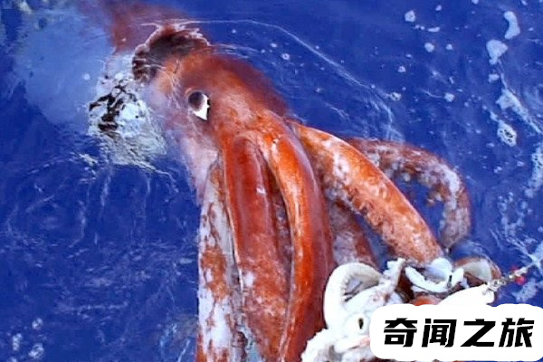 深海巨鱿巨枪乌贼,世界上最大的无脊椎动物