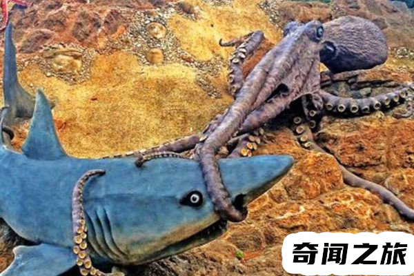 深海巨鱿巨枪乌贼,世界上最大的无脊椎动物