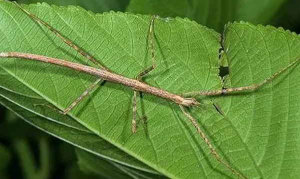世界上最大的十种虫子,竹节虫最大的能达到260毫米长