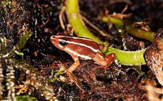 地球上毒性最大的青蛙 重要：能毒死人的青蛙是什么