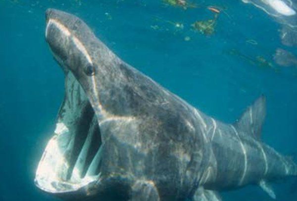 海洋里濒临灭绝的生物,鲸鲨主要以浮游生物为食寿命可达70年