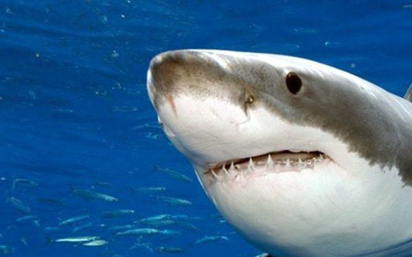 海洋里濒临灭绝的生物,鲸鲨主要以浮游生物为食寿命可达70年