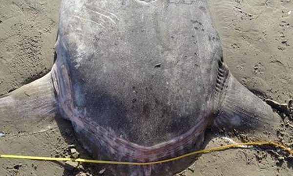 海洋里濒临灭绝的生物,鲸鲨主要以浮游生物为食寿命可达70年