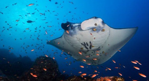 海洋里濒临灭绝的生物,鲸鲨主要以浮游生物为食寿命可达70年