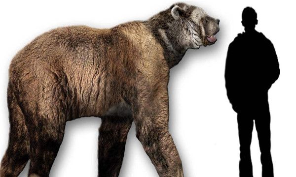 短面熊简介,身躯是非常的庞大可以达到一千七百多公斤