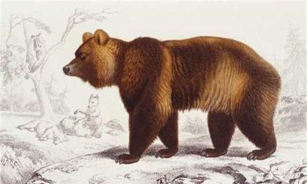 短面熊简介,身躯是非常的庞大可以达到一千七百多公斤